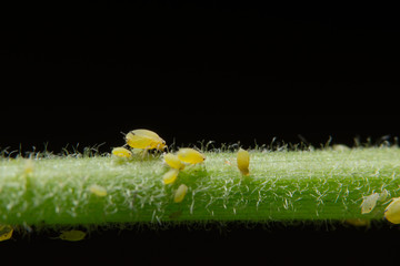 Macro Pea aphids (Scientific name: Aphis craccivora Koch.) - obrazy, fototapety, plakaty
