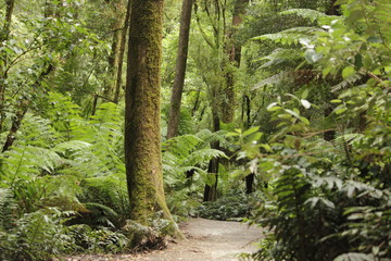 Obraz premium Australian rainforest