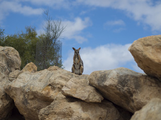 Rock Wallaby on rocks