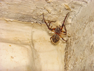 Spider hiding in the corner of the room