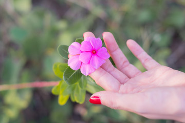 Young woman touching pink Watercress flowers blooming