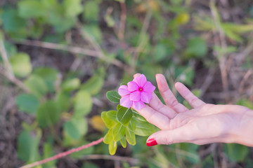 Young woman touching pink Watercress flowers blooming