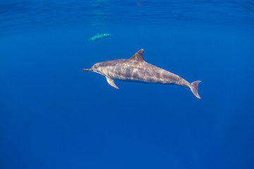Dolphin Swimming in Open Ocean
