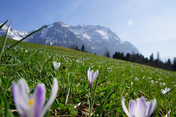Bergfrühling