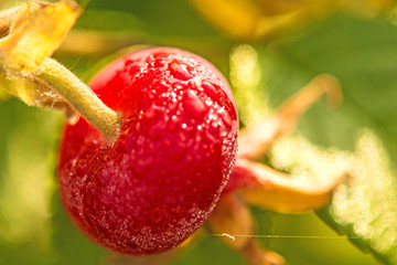 Kartoffelrose, Rosa rugosa, Früchte