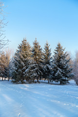 Snow-covered fir trees in winter city Park