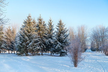 Snow-covered fir trees in winter city Park