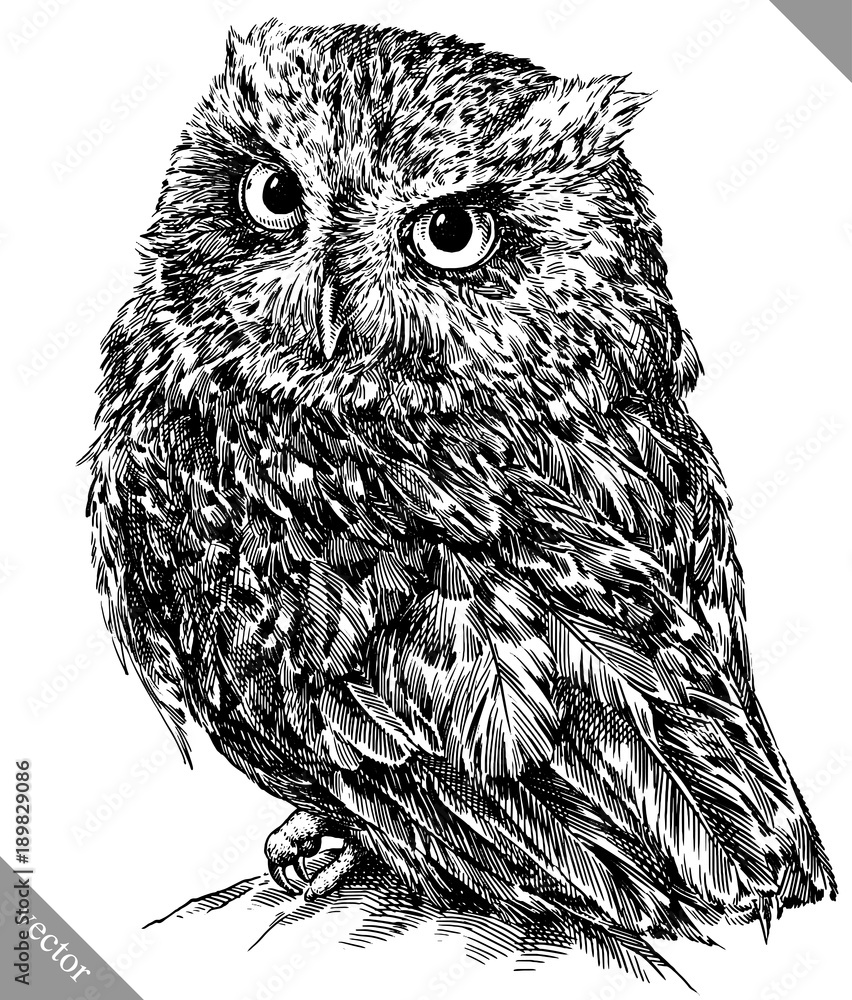 Wall mural black and white engrave isolated owl vector illustration