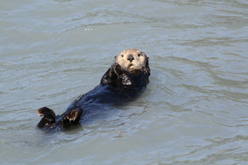 Fototapeta premium Sea Otter