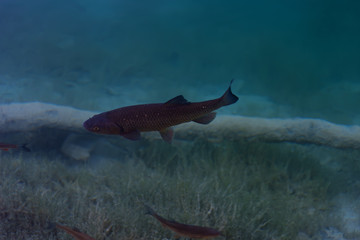 An image of fishes swimming in a lake, taken in the national park Plitvice, Croatia