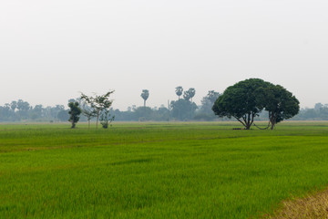 Landscape of Rice field with big trees