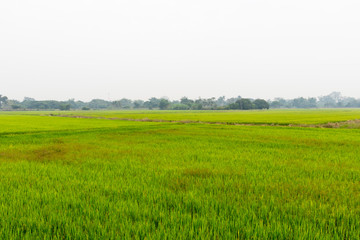 Landscape of growing green rice field