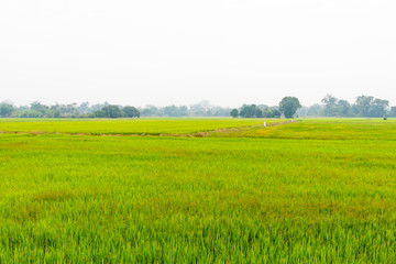 Landscape of growing green rice field