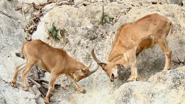 Barbary sheep in chiangmai Thailand