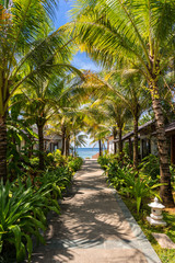 Picturesque tropical place in Vietnam. Path to the beach under green palm trees