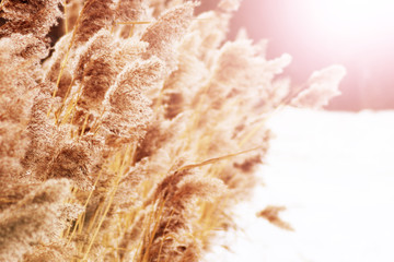 Dry blades of grass on snow blur forest background