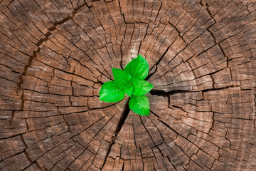 plant growing out of a tree stump