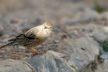 detail of a little brown bird