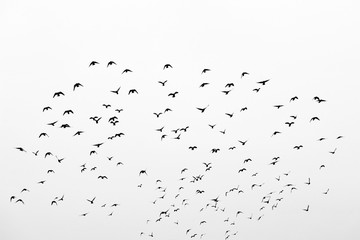 Flock of birds in free flight