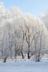 There are white trees in the winter