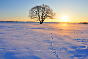 楡の木の夜明け　北海道