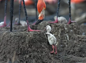 Gordijnen pink flamingo © Vladimirs