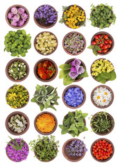 Large collection of different herbs and flowers isolated on white background. Set of fresh blooming...