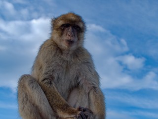 makaque monkey on a gibraltar rock
