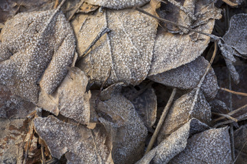 Beautiful gray frozen fallen leaves in the sunlight close-up background