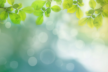 Spring background, green tree leaves on blurred background