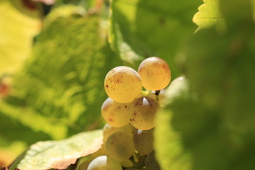 white wine grape in vineyard