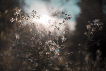 The Urals landscape. Russia landscape. Rare beautiful flowers