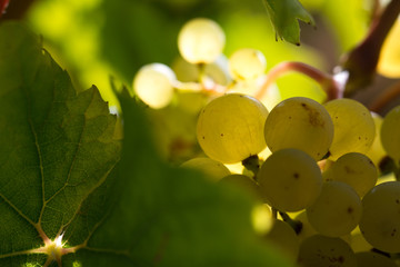 white wine grape in vineyard