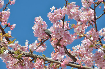 伊豆稲取のヒヨドリ