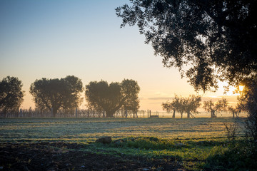 Horizontal View of an Italian Countryside Landscape at Sunrise With Olives Trees and Frozen Grass in Winter
