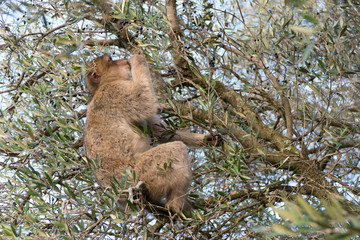 makaque monkey on a gibraltar rock