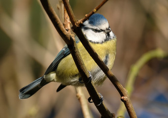 The Eurasian blue tit is a small passerine bird in the tit family Paridae. It is easily recognisable by its blue and yellow plumage and small size.