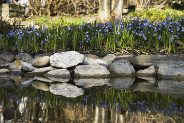 Plakat Blausterne an einem Teich im Frühling