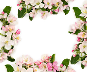 Fototapeta na wymiar Frame of flowers apple tree on a white background with space for text. Top view, flat lay