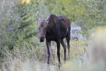 Moose in Grand Teton National Park, Wyoming