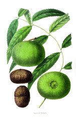 Obraz premium Illustration of palnt.