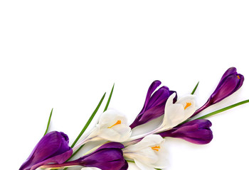 Violet and white crocuses (Crocus vernus) on a white background with space for text. Top view, flat lay.