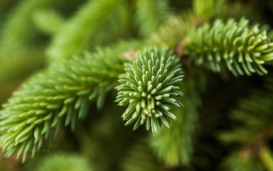 green spruce excellent background