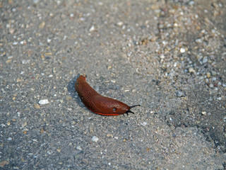 rote Wegschnecke
