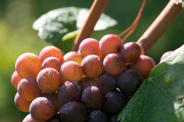 Rose wine grape in vineyard