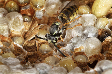 Young wasp freshly energed from cell and still wet.