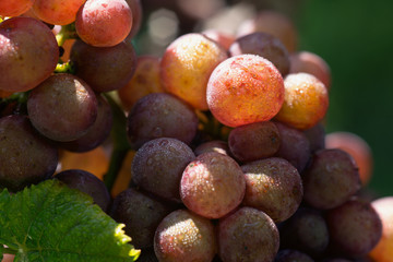 Rose wine grape in vineyard