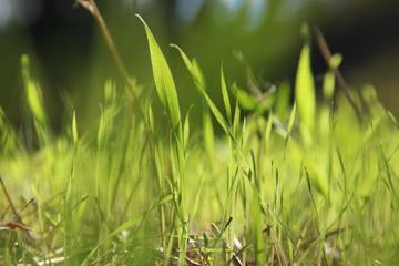 low angle view of fresh grass in the forest.