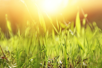 low angle view of fresh grass in the forest.