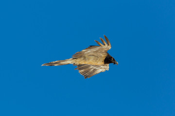 side view juvenile bearded vulture (gypaetus barbatus) in flight, blue sky